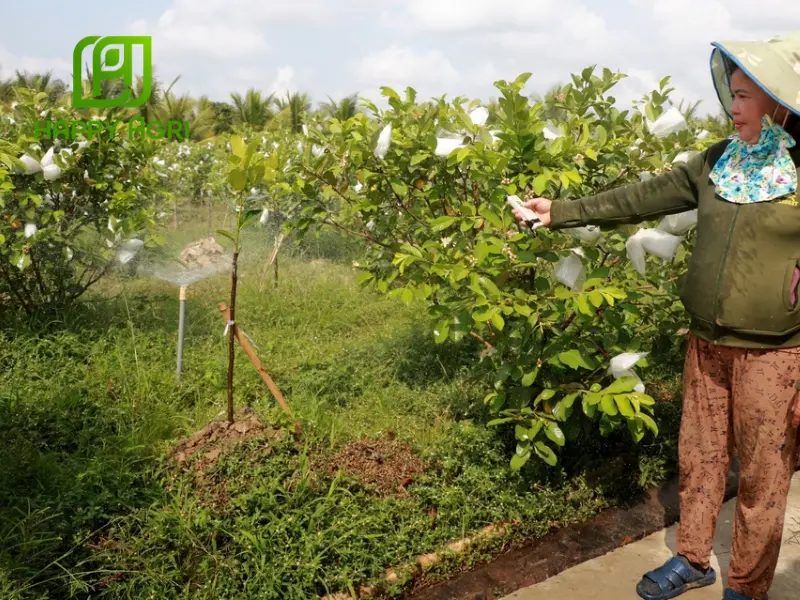 kỹ thuật trồng ổi