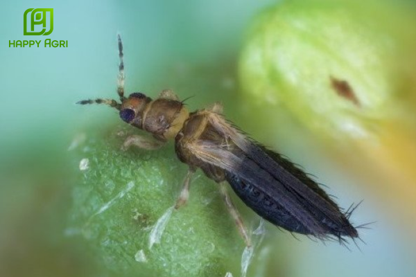  Hiểm họa bọ trĩ trên rẫy dưa và nỗi lo "nóng cây"