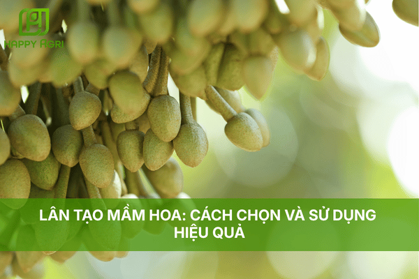LÂN TẠO MẦM HOA: CÁCH CHỌN VÀ SỬ DỤNG HIỆU QUẢ