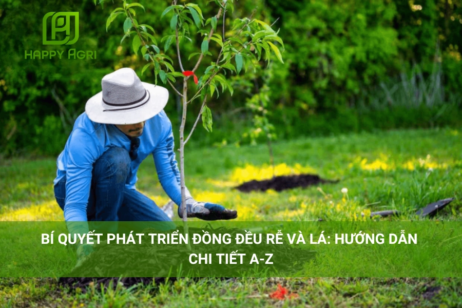Bí Quyết Phát Triển Đồng Đều Rễ Và Lá: Hướng Dẫn Chi Tiết A-Z