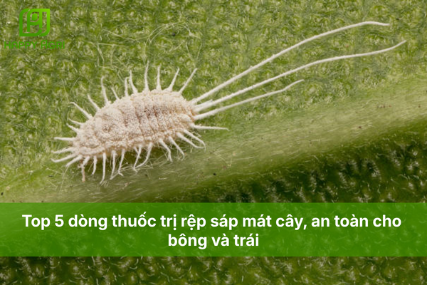 Top 5 dòng thuốc trị rệp sáp mát cây, an toàn cho bông và trái