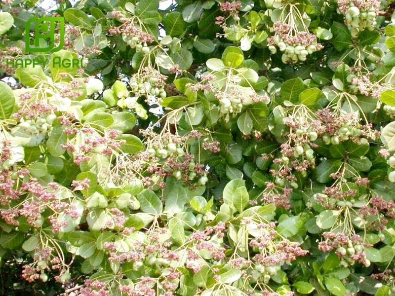 Các yếu tố ảnh hưởng đến quá trình ra hoa của cây điều
