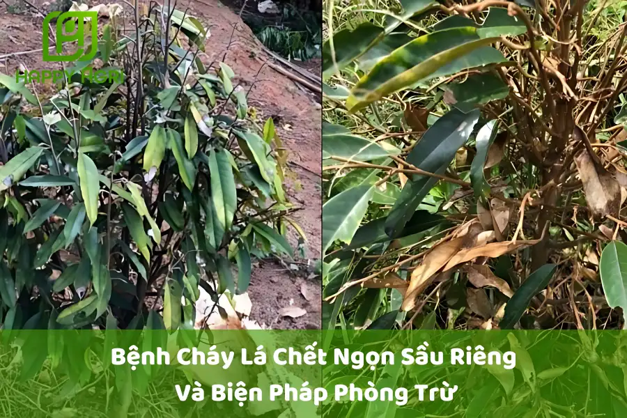 # Bệnh Cháy Lá Chết Ngọn Sầu Riêng Và Biện Pháp Phòng Trừ