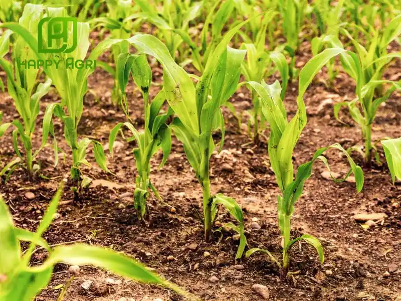 Lợi ích của hoạt chất Acetochlor trong nông nghiệp hiện đại