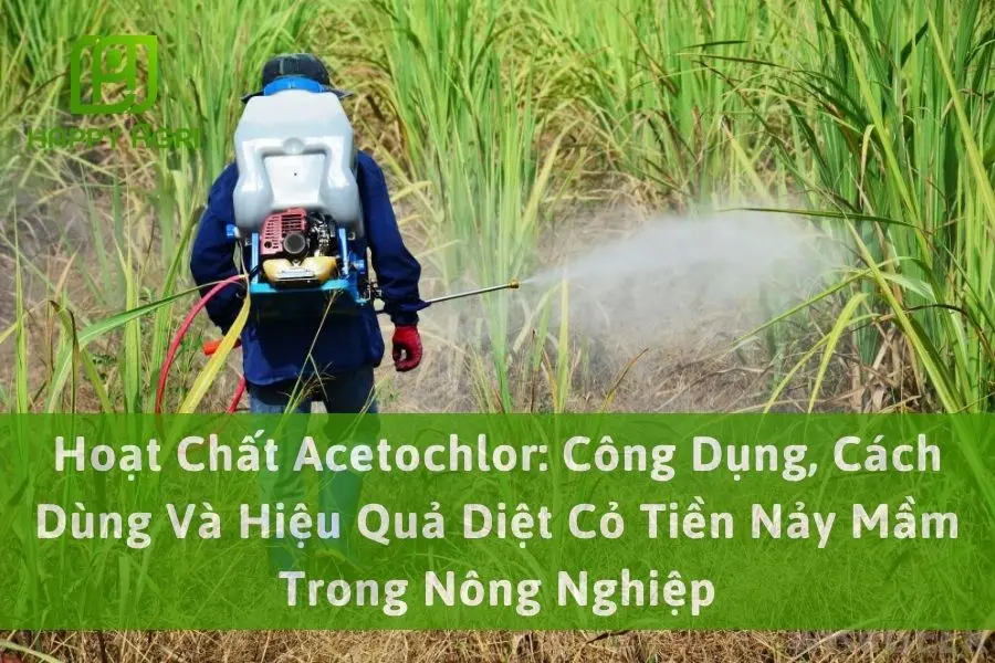 Hoạt Chất Acetochlor: Công Dụng, Cách Dùng Và Hiệu Quả Diệt Cỏ Tiền Nảy Mầm Trong Nông Nghiệp