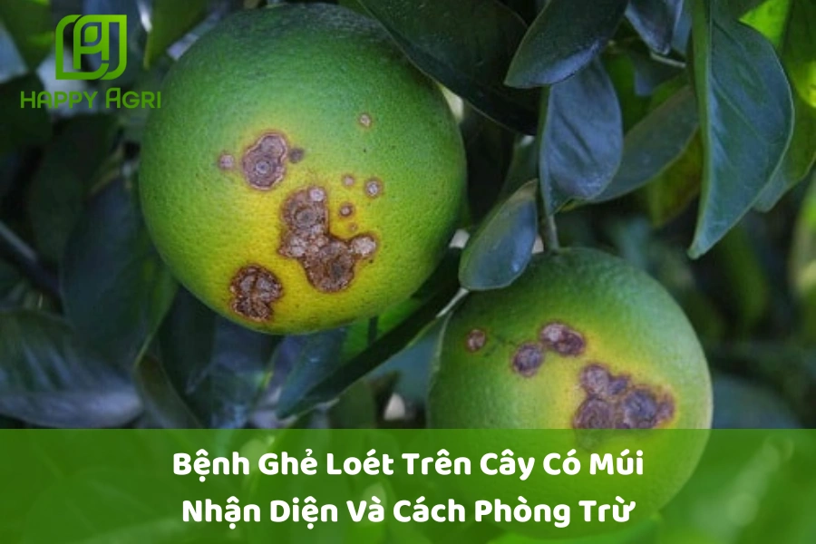 #Bệnh Ghẻ Loét Trên Cây Có Múi: Nhận Diện Và Cách Phòng Trừ 