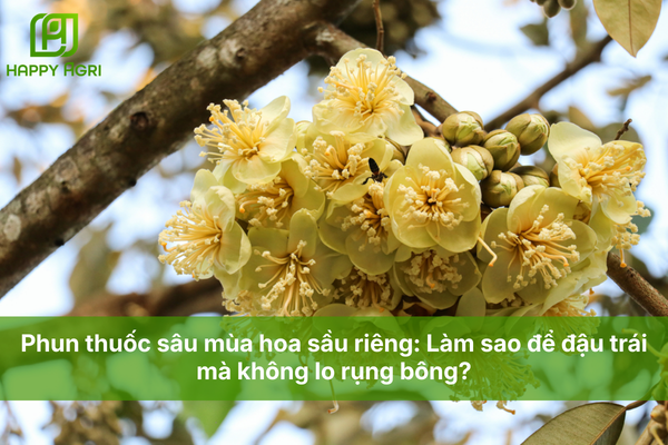 Phun thuốc sâu mùa hoa sầu riêng: Làm sao để đậu trái sai mà không lo rụng bông?