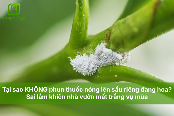 Tại sao KHÔNG phun thuốc nóng lên sầu riêng đang hoa? Sai lầm khiến nhà vườn mất trắng vụ mùa