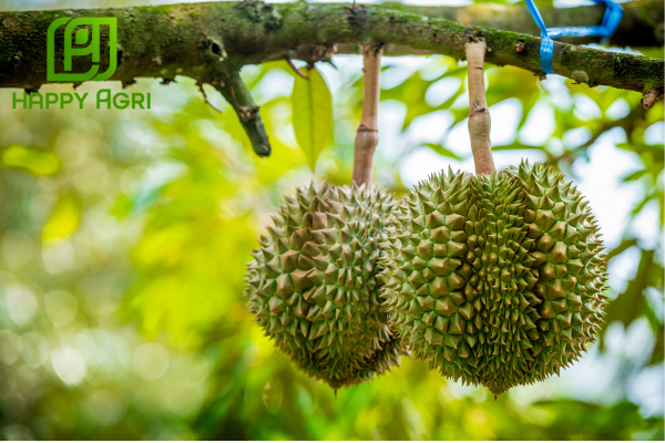 Công dụng của Phân bón OMRI FISH (AMIN FISH) UNI-FARM Hiệu Đạm Cá Ấn Độ