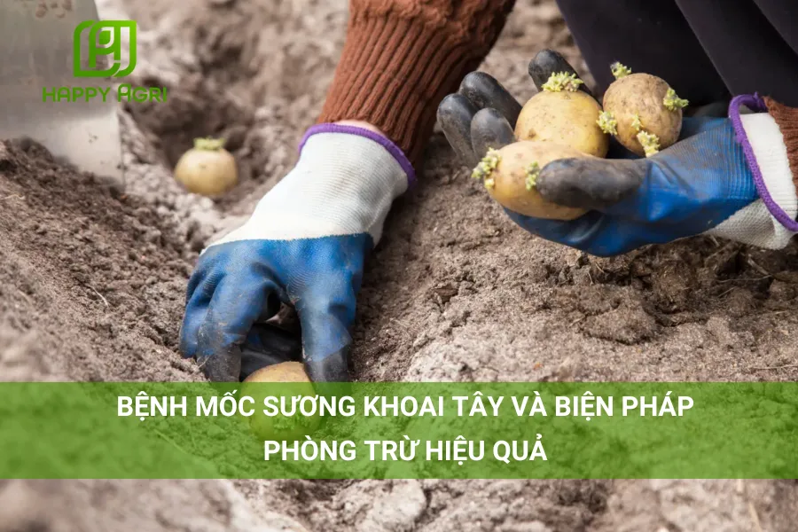 # Bệnh Mốc Sương Khoai Tây Và Biện Pháp Phòng Trừ Hiệu Quả