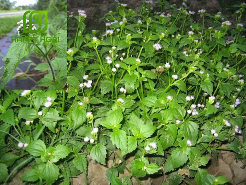 các loại cỏ dại thường gặp trên ruộng lúa