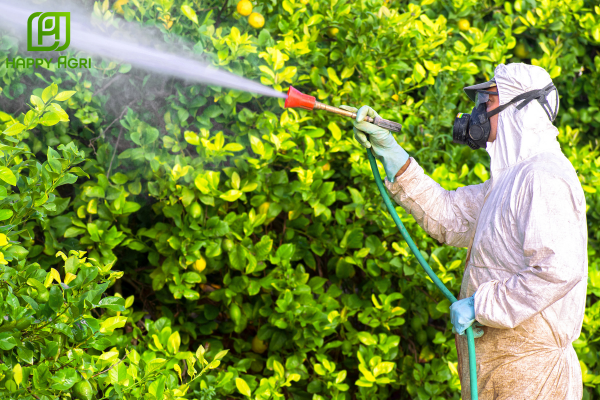 Quy trình kỹ thuật để đọt to, lá bóng mượt