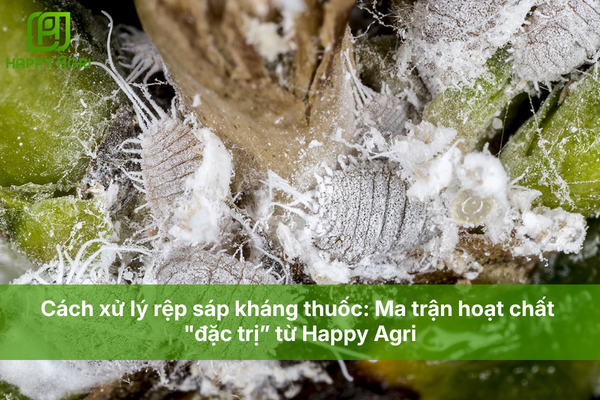 Cách xử lý rệp sáp kháng thuốc: Ma trận hoạt chất "đặc trị từ Happy Agri