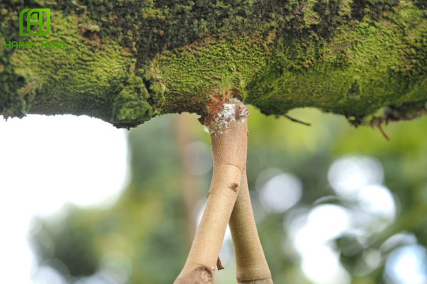 Sai lầm khiến nhà vườn "trắng tay" vì trị rệp sáp sai cách