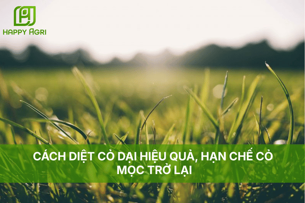 CÁCH DIỆT CỎ DẠI HIỆU QUẢ, HẠN CHẾ CỎ MỌC TRỞ LẠI