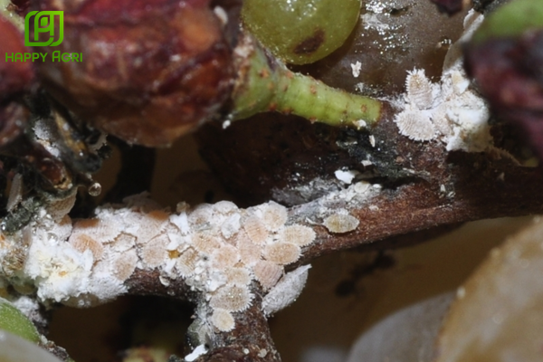 Tìm hiểu về rệp sáp và cơ chế tự vệ đặc biệt