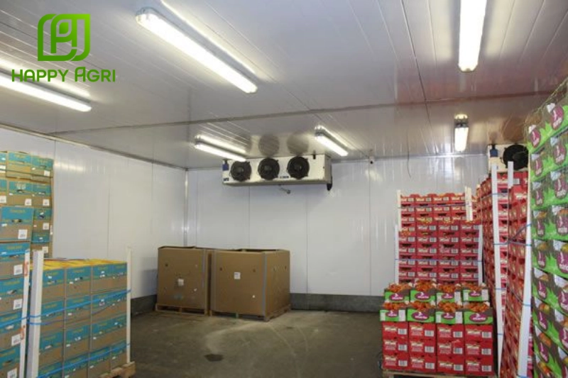 Nâng cao chất lượng trái cây từ gốc rễ