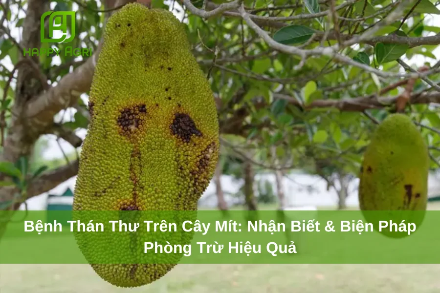 Bệnh Thán Thư Trên Cây Mít: Nhận Biết & Biện Pháp Phòng Trừ Hiệu Quả