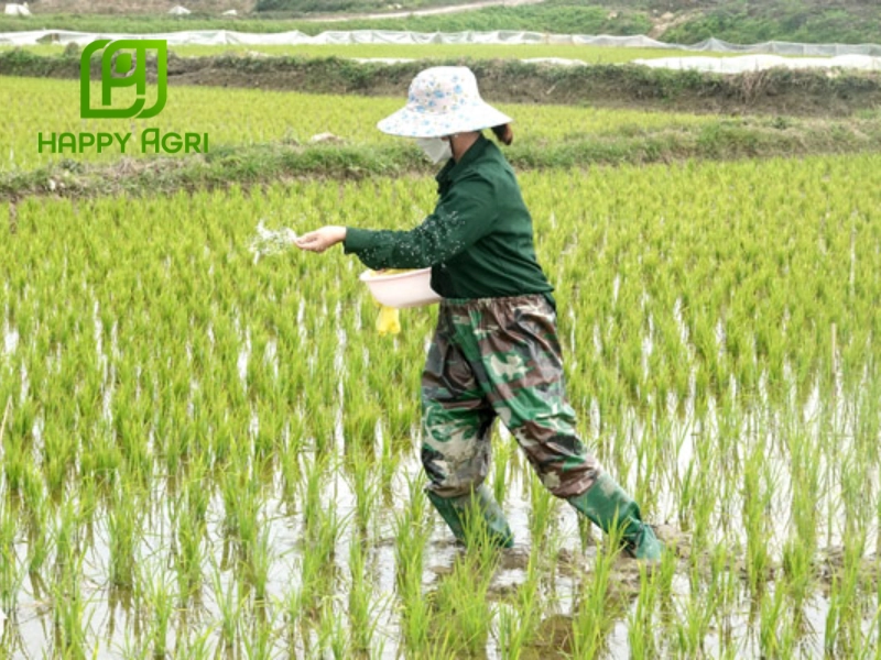  Hướng dẫn bón phân hữu cơ cho lúa mùa mưa đúng cách