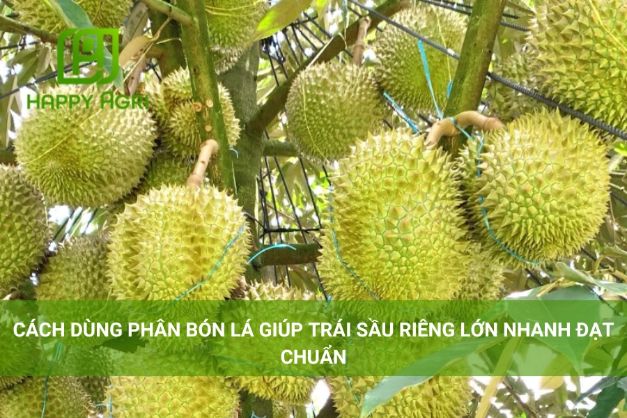 Cách Dùng Phân Bón Lá Giúp Trái Sầu Riêng Lớn Nhanh Đạt Chuẩn