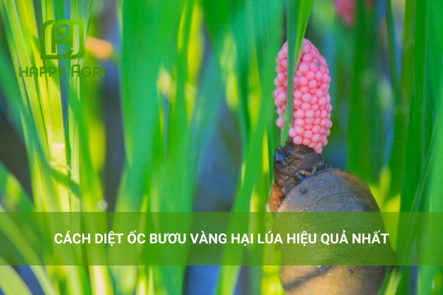 Cách Diệt Ốc Bươu Vàng Hại Lúa Hiệu Quả Nhất
