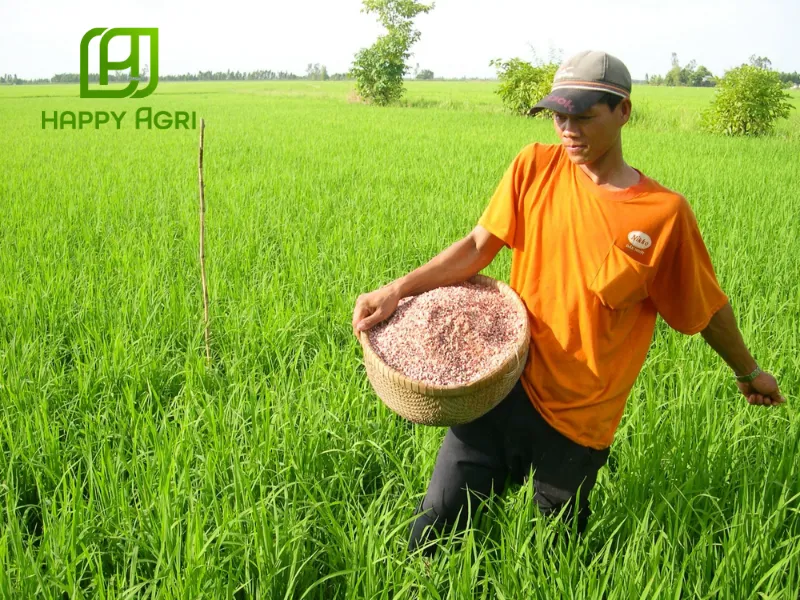 Sử dụng phân organic phù hợp 