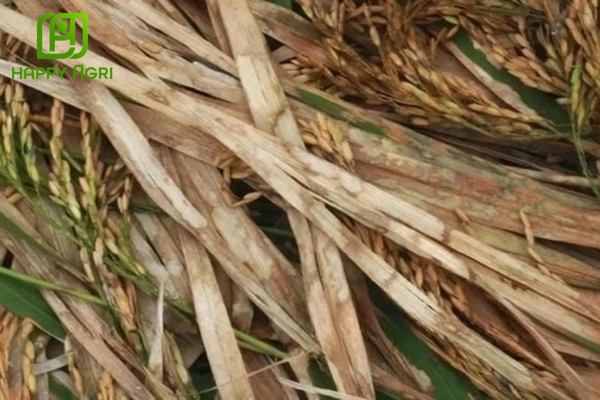 Công dụng vượt trội trên ruộng lúa