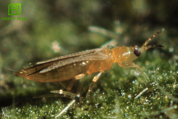 Câu hỏi thường gặp 