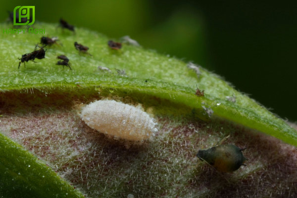 Những thắc mắc thường gặp 