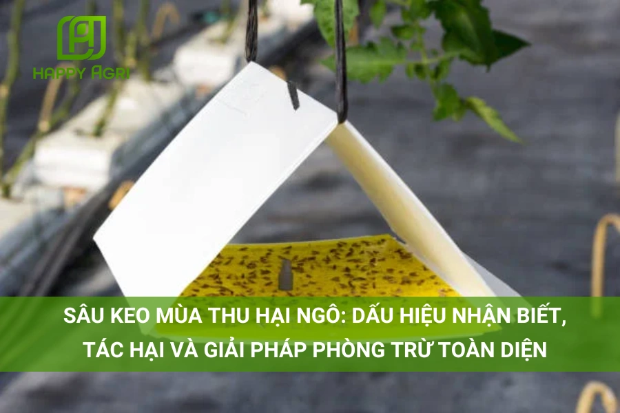 # Phòng Trừ Sâu Keo Mùa Thu Hại Ngô Tăng x5 Năng Suất