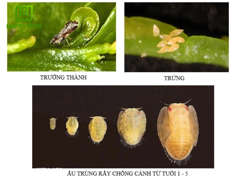 rầy chổng cánh trên cây có múi