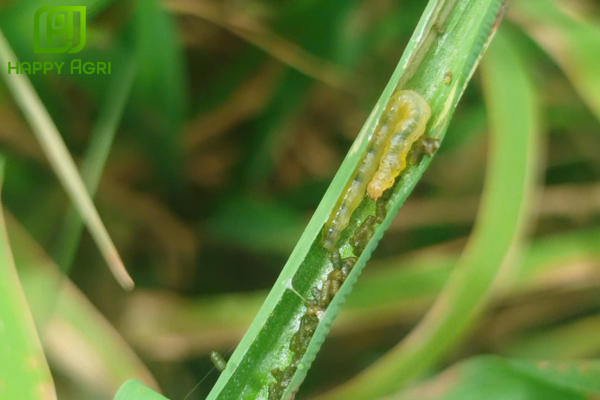 Công dụng Thuốc trừ sâu DUGAMITE 27.5EC Hiệu PAIDER KILL