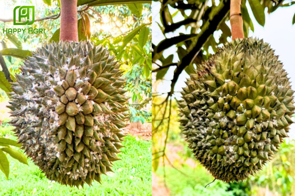 Câu hỏi thường gặp (FAQ)