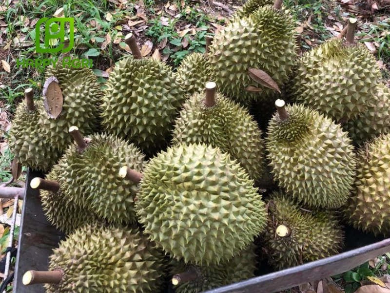 Quy trình chăm sóc sầu riêng để đạt năng suất và chất lượng cao