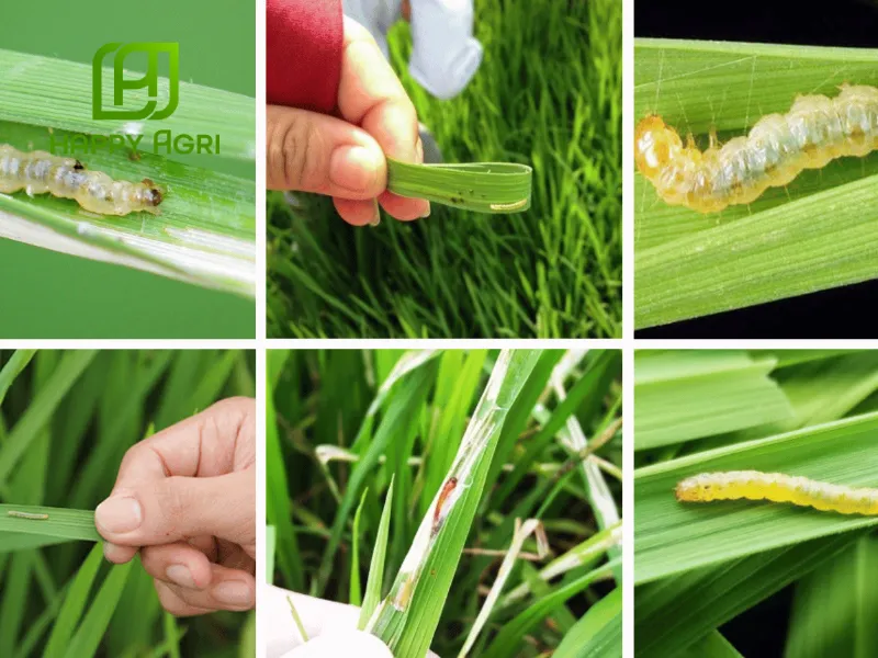 Các loại sâu hại cây trồng hiện nay