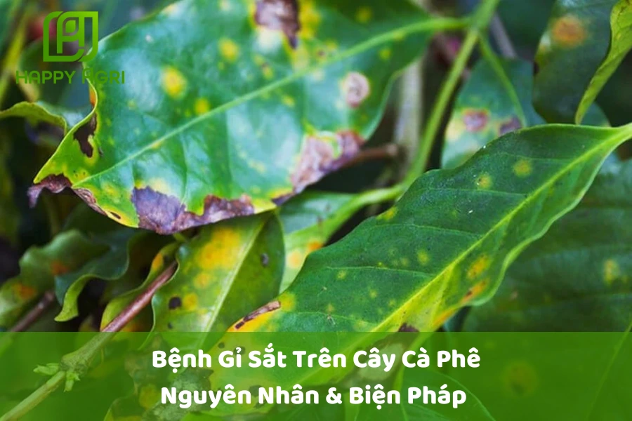 # Bệnh Gỉ Sắt Trên Cây Cà Phê: Nguyên Nhân & Biện Pháp 