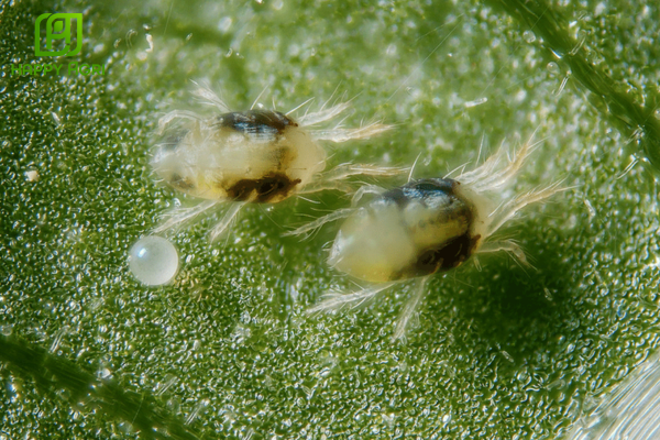 Hiệu ứng "Dịch sập" – Hạ gục siêu tốc và sạch nhện mọi giai đoạn