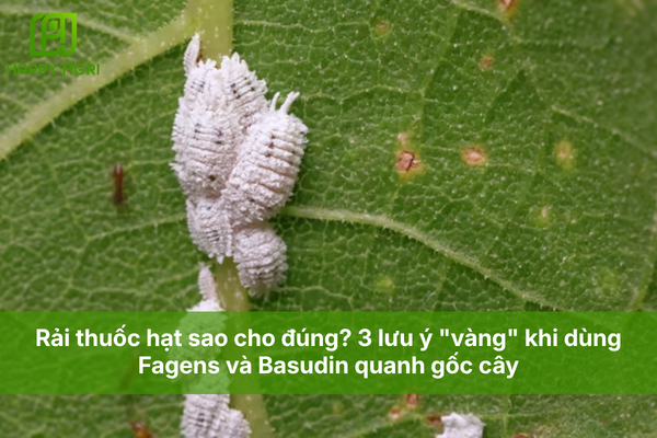 Rải thuốc hạt sao cho đúng? 3 lưu ý "vàng" khi dùng Fagens và Basudin quanh gốc cây