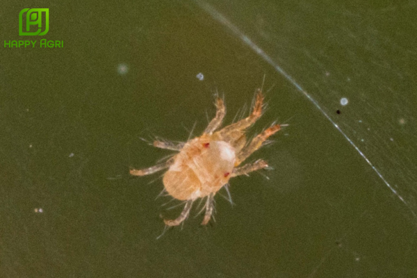 Câu hỏi thường gặp