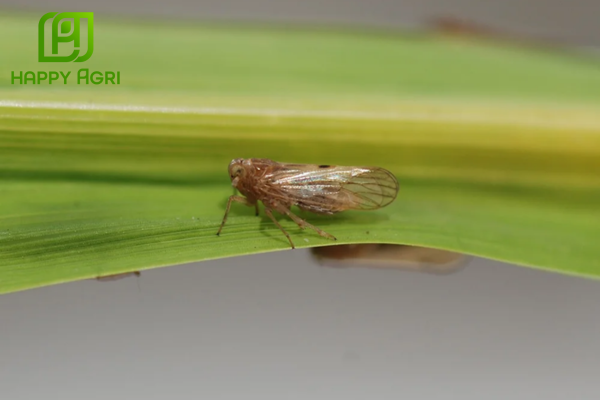 Công dụng của thuốc trừ sâu MIKHADA 45ME Hiệu RAYXAN 97