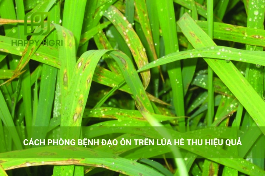 Cách Phòng Bệnh Đạo Ôn Trên Lúa Hè Thu Hiệu Quả