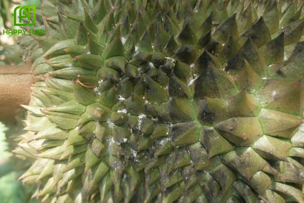 Tìm hiểu về rệp sáp và tác hại trong giai đoạn trái non