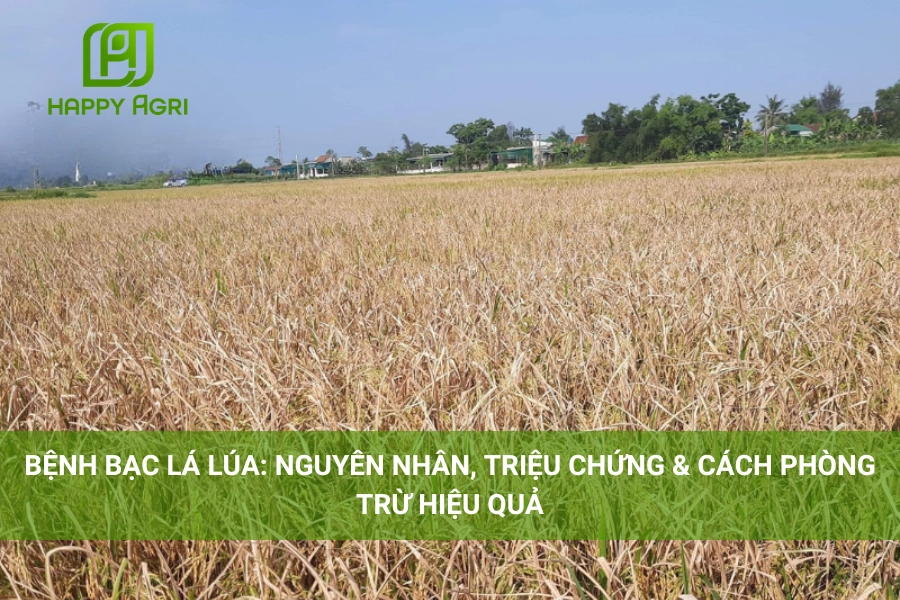 Bệnh Bạc Lá Lúa: Nguyên Nhân, Triệu Chứng & Cách Phòng Trừ Hiệu Quả