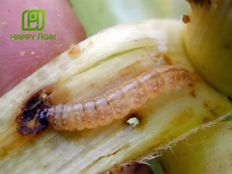 Biện pháp canh tác và sinh học giúp trừ sâu đục thân lúa