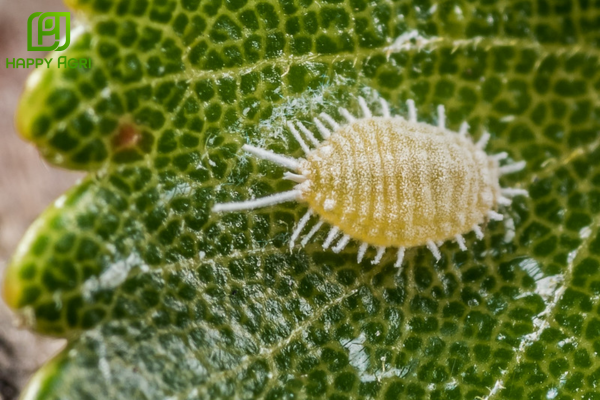 Rệp sáp là gì? Tại sao lớp vỏ sáp lại "thách thức" các loại thuốc?