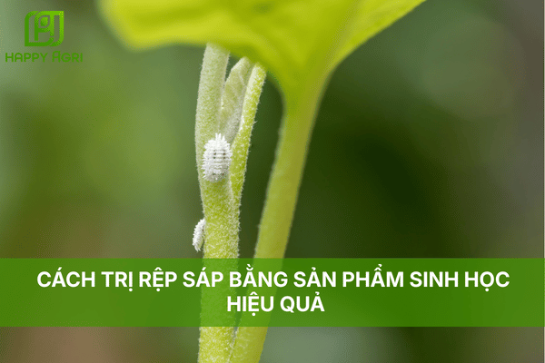 CÁCH TRỊ RỆP SÁP BẰNG SẢN PHẨM SINH HỌC HIỆU QUẢ