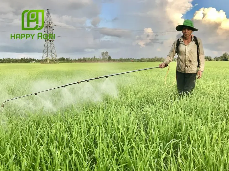 Biện pháp canh tác và thủ công để xử lý cỏ dại trên ruộng lúa hiệu quả
