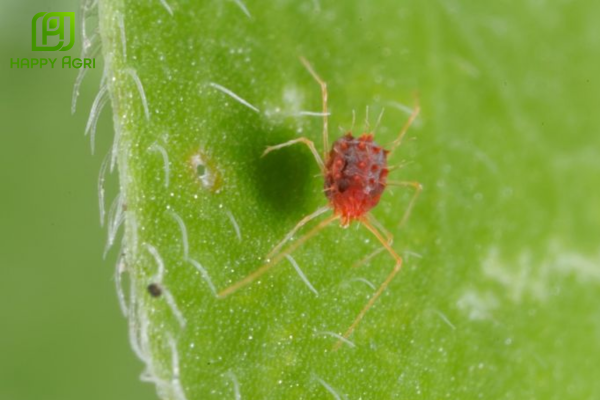  Tại sao Killspider 200 giúp "Cắt đứt hoàn toàn vòng đời" nhện đỏ