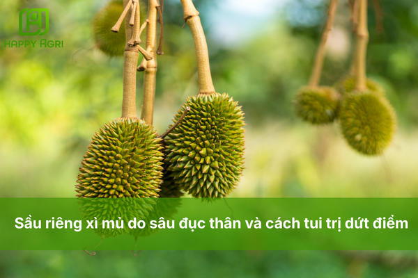 Sầu riêng xì mủ do sâu đục thân và cách tui trị dứt điểm