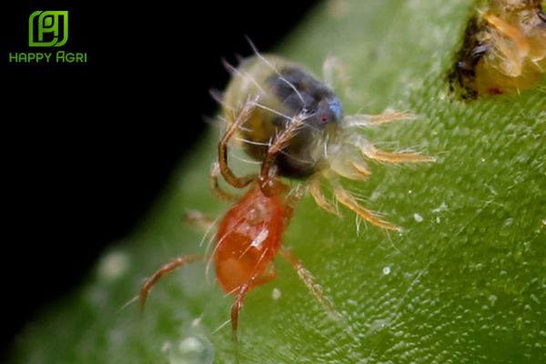 Chân dung "kẻ thù tàng hình" nhện đỏ và tác hại khôn lường